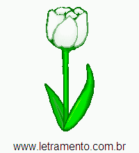 Tulipa